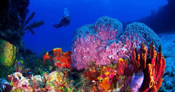 Cozumel-Diving-–-Mexico-1210x642