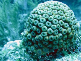 Montastraea Cavernosa 1