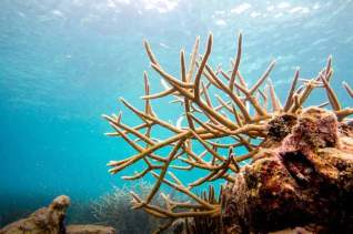 Staghorn Coral.jpg